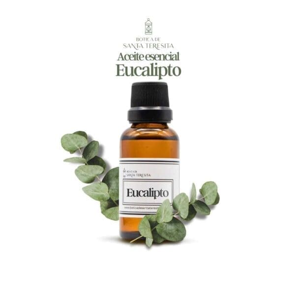 Eucalipto-1.jpg