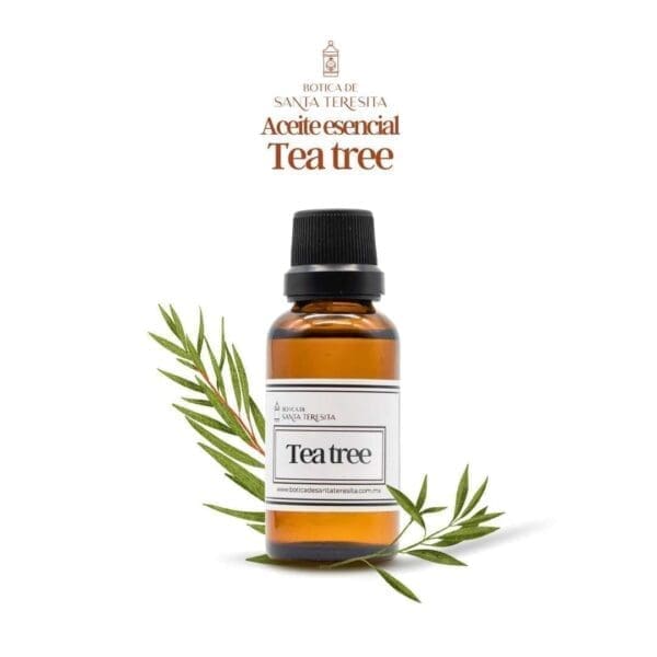 Tea-tree-1.jpg Tea-tree-1.jpg